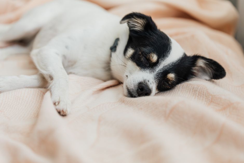 dog sleeping cozy (www.kaboompics.com)