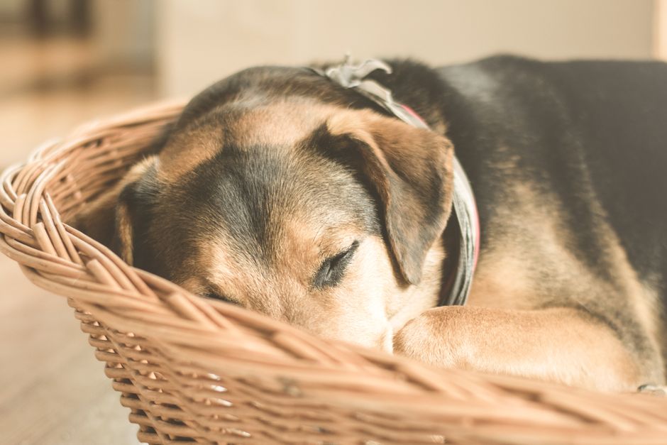 dog sleeping cozy (Lum3n)